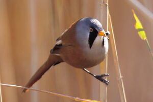 Bearded Reedling 
&copy; Yann Ponthieux