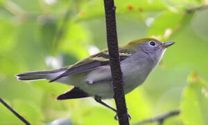 Paruline � flancs marron