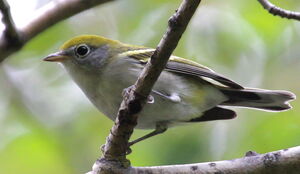 Paruline � flancs marron