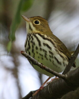 Paruline couronn�e