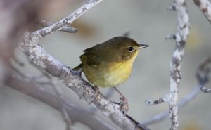 Common Yellowthroat