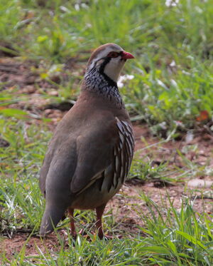 Red-legged Partridge