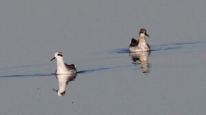 Red-necked Phalarope