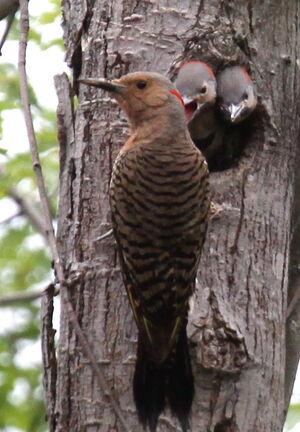 Northern Flicker
