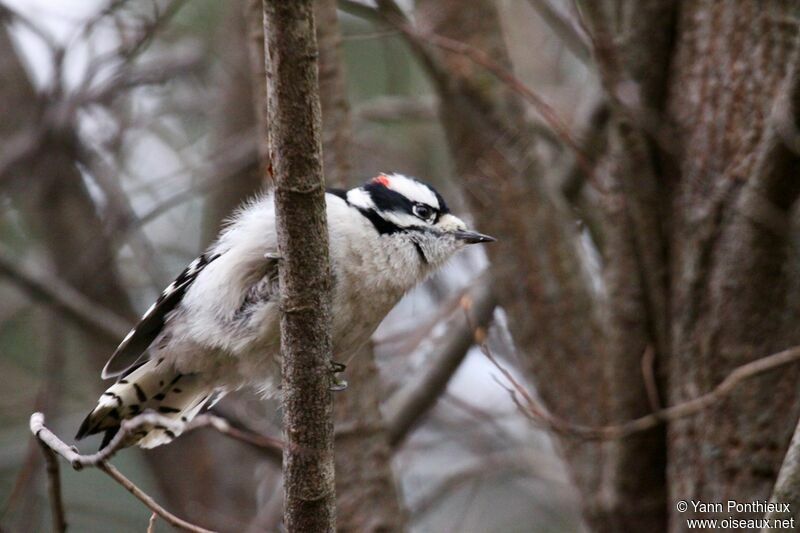 Downy Woodpecker male adult