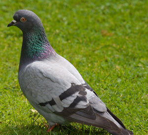 Pigeon biset 
&copy; Yann Ponthieux
