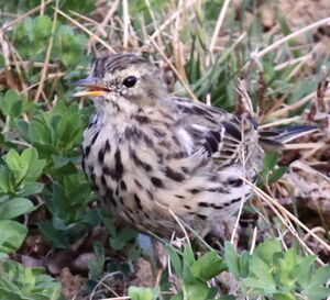 Meadow Pipit