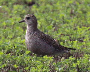 European Golden Plover 
&copy; Yann Ponthieux