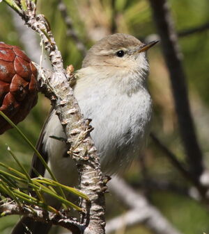 Siberian Chiffchaff