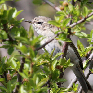 Siberian Chiffchaff