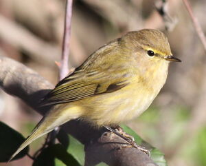 Common Chiffchaff 
&copy; Yann Ponthieux