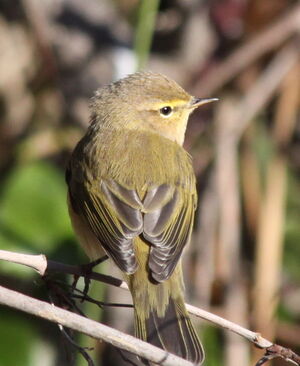 Common Chiffchaff 
&copy; Yann Ponthieux
