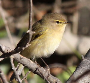 Common Chiffchaff 
&copy; Yann Ponthieux
