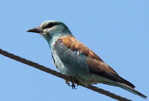 European Roller
