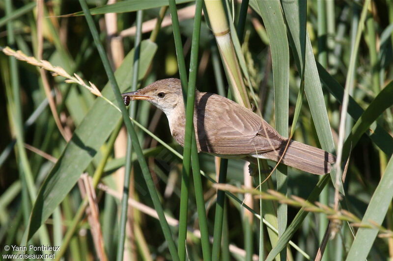 Common Reed Warbler, feeding habits