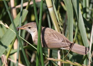 Eurasian Reed Warbler 
&copy; Yann Ponthieux