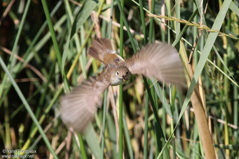 Eurasian Reed Warbler, Flight, feeding habits