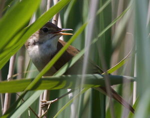 Eurasian Reed Warbler 
&copy; Yann Ponthieux