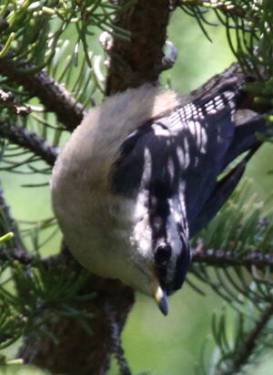 Red-breasted Nuthatch