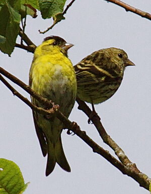 Eurasian Siskin 
&copy; Yann Ponthieux