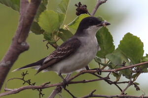 Eastern Kingbird