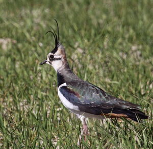 Northern Lapwing