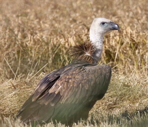 Griffon Vulture 
&copy; Yann Ponthieux