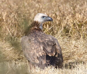 Griffon Vulture 
&copy; Yann Ponthieux