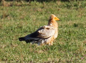 Egyptian Vulture 
&copy; Yann Ponthieux