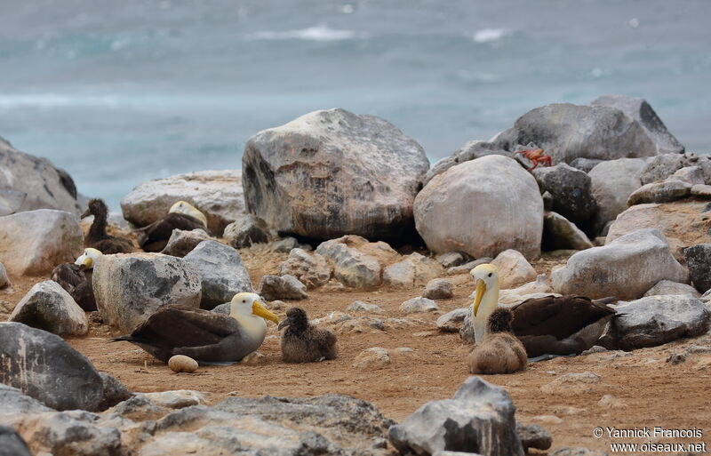 Albatros des Galapagos, habitat, composition