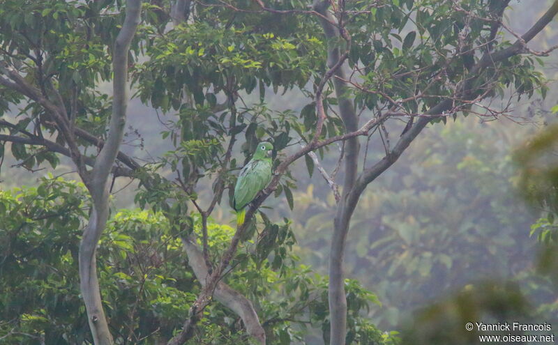 Mealy Amazonadult, habitat, aspect