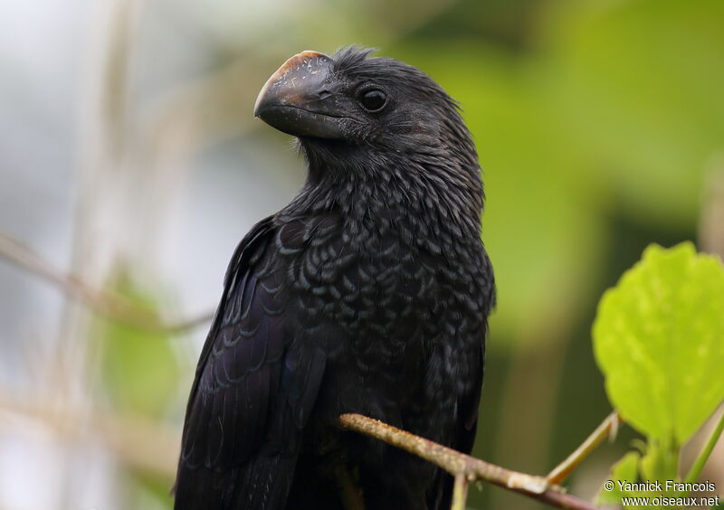 Smooth-billed Aniadult, close-up portrait, aspect