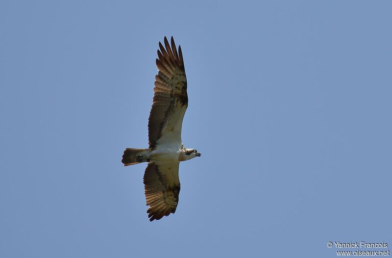 Osprey, aspect, Flight
