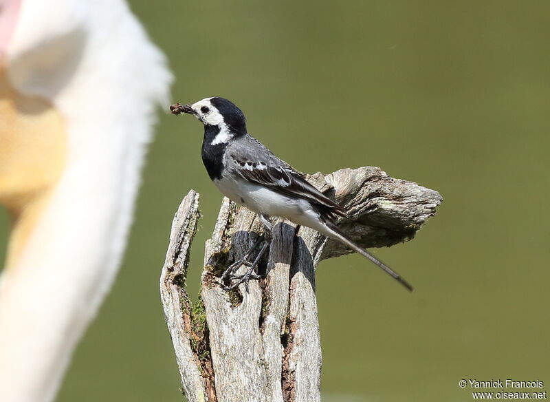 White Wagtail male adult, identification, aspect, fishing/hunting