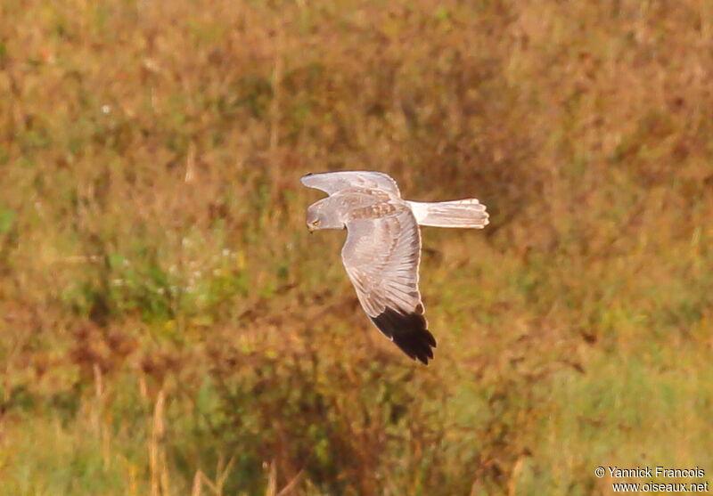 Hen Harrier male adult, aspect, Flight