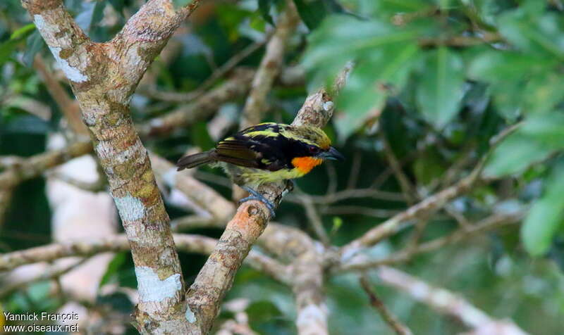 Gilded Barbet male adult, identification