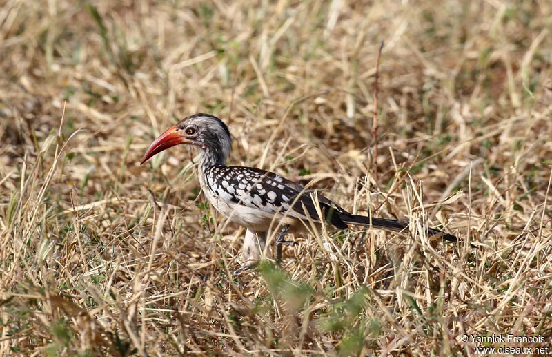 Southern Red-billed Hornbill female adult, identification, aspect