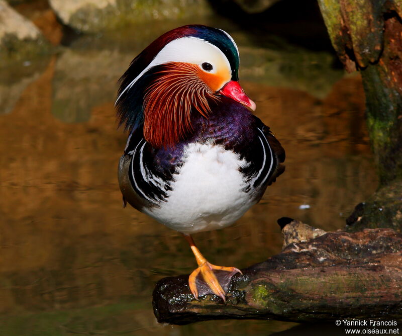 Mandarin Duck male adult breeding, identification, aspect