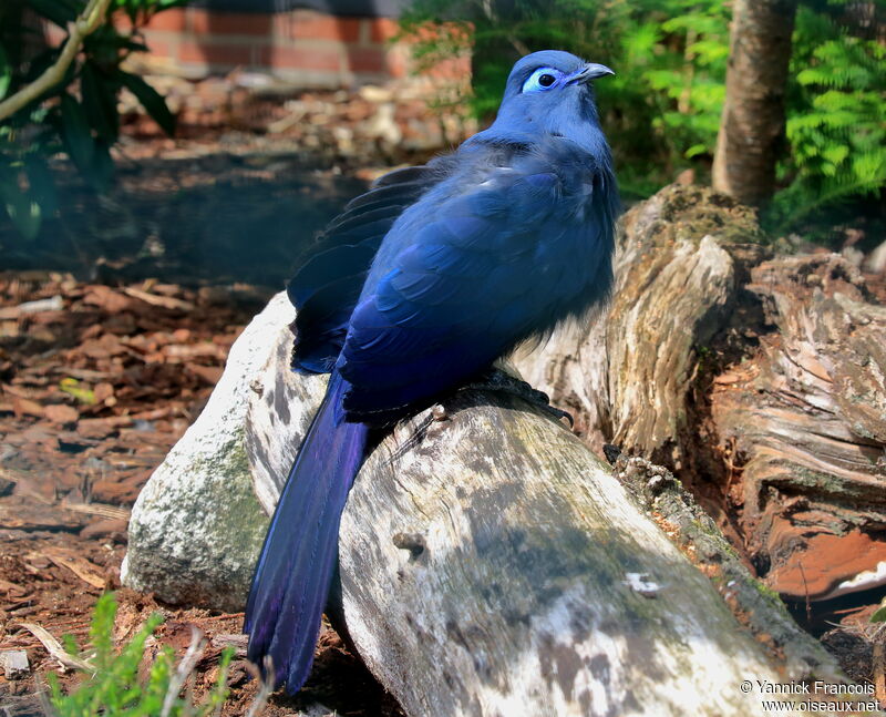 Blue Couaadult, identification, aspect