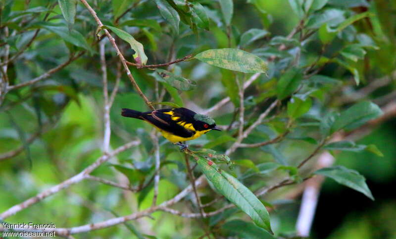 Yellow-bellied Dacnis male adult, habitat, pigmentation