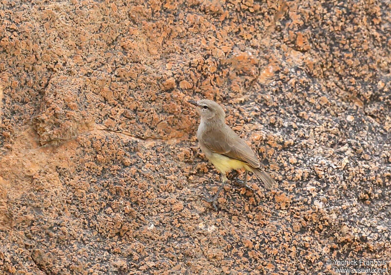 Yellow-bellied Eremomelaadult, habitat, aspect