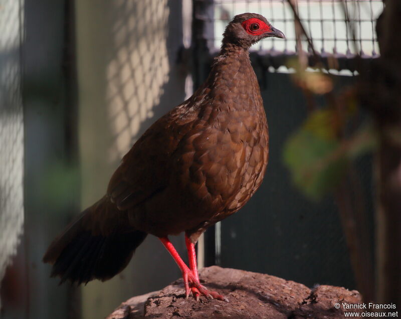 Edwards's Pheasant female adult, identification, aspect