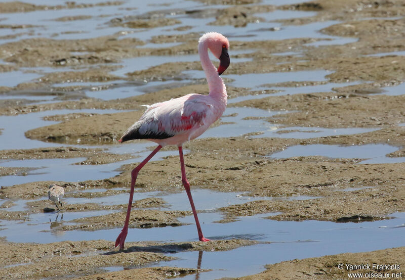Lesser Flamingoadult, identification, aspect