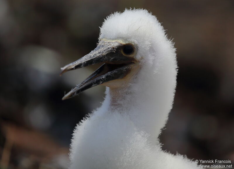 Blue-footed BoobyPoussin, close-up portrait, aspect