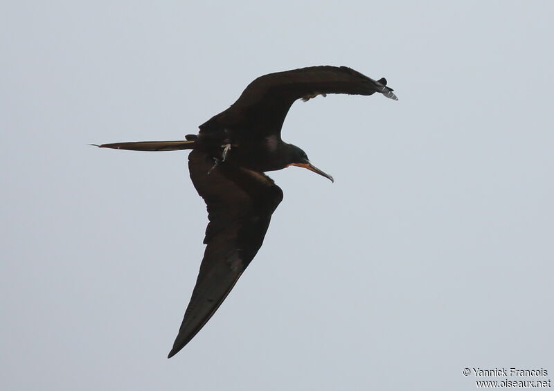 Magnificent Frigatebird male adult, identification, aspect, Flight