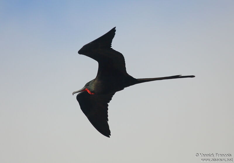 Magnificent Frigatebird male adult, aspect, Flight