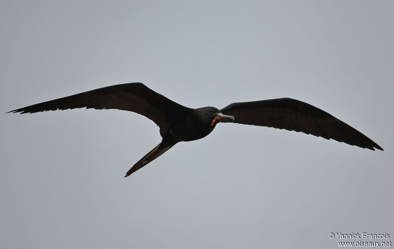 Magnificent Frigatebird male adult, aspect, Flight