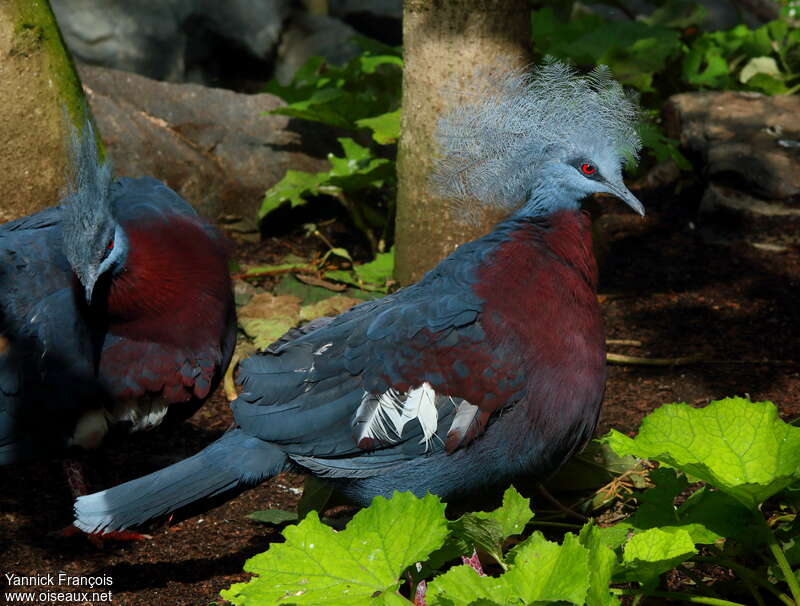 Sclater's Crowned Pigeonadult, identification