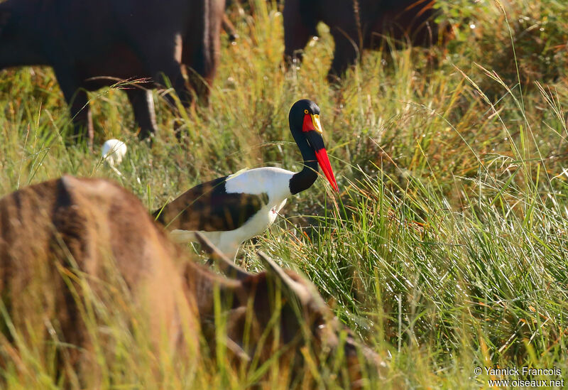Saddle-billed Stork female adult, habitat, aspect, walking