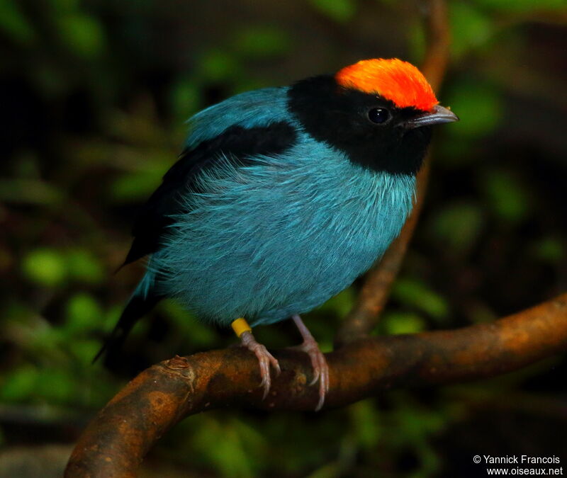 Blue Manakin male adult breeding, identification, aspect
